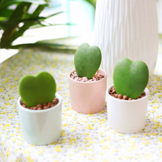 Best Plant Friend - Hoya Kerrii Heart - Heart Shaped Houseplants - 2/4 inch Pot: 2 inch