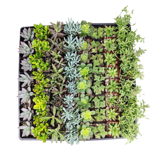 Best Plant Friend - Random Succulent Tray - 64 Live Bulk Succulents - 2in Pot